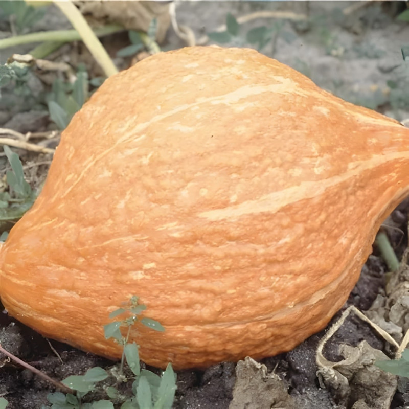 Potiron Golden Hubbard