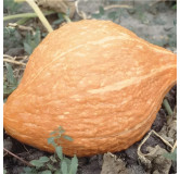 Potiron Golden Hubbard