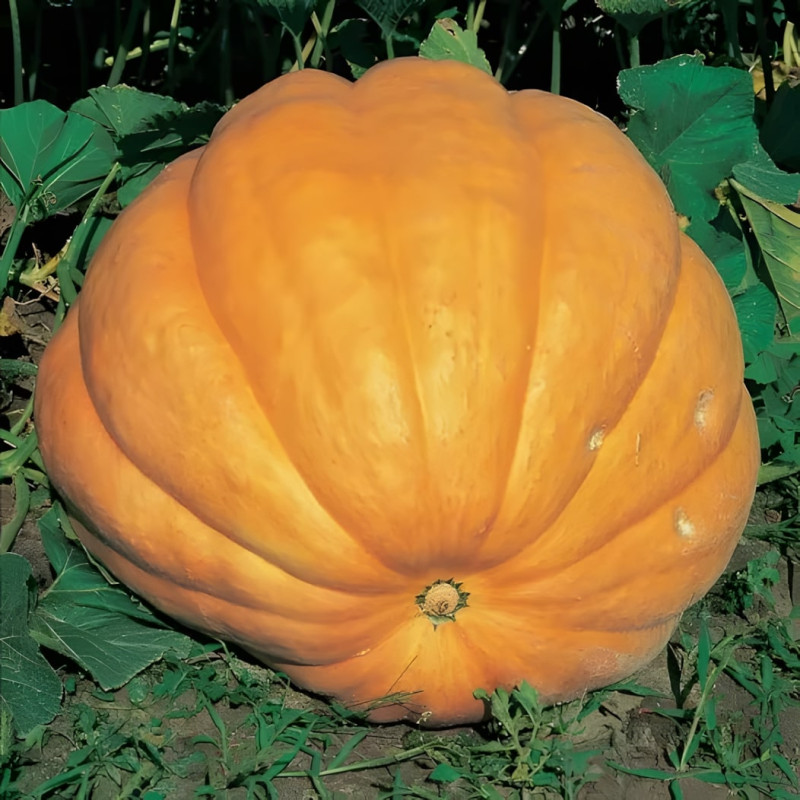 Potiron Giant Atlantic