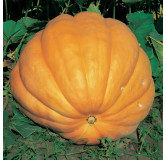 Potiron Giant Atlantic