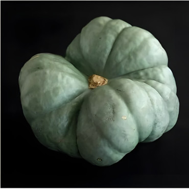 Potiron Tristar Triamble