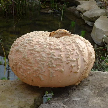 Potiron Galleux d'Eysines