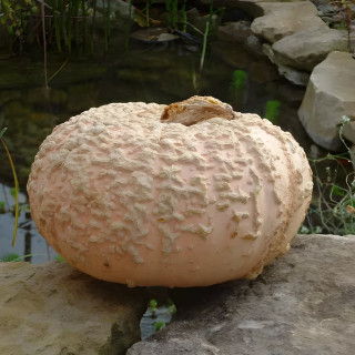 Potiron Galleux d'Eysines