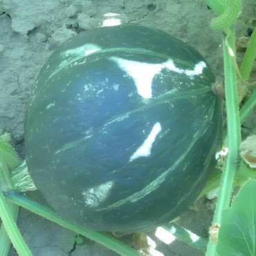 Potimarron Green Hokkaïdo