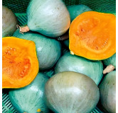 Potimarron Blue Ballet