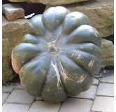 Courge musquée d'Hiver de Provence
