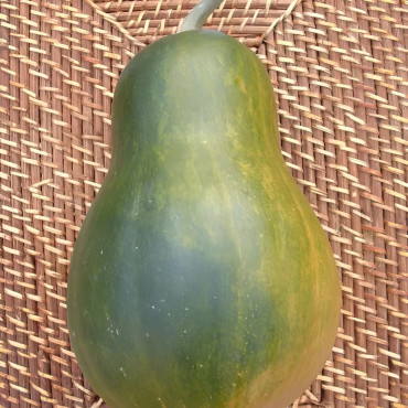Courge musquée Sucrine du Berry