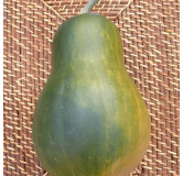 Courge musquée Sucrine du Berry