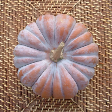 Courge musquée Futsu Black