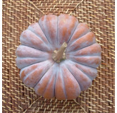 Courge musquée Futsu Black