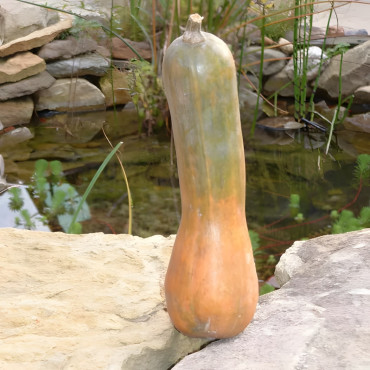 Courge musquée Longue de Nice