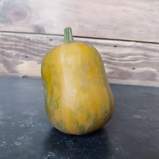 Courge musquée Honeynut