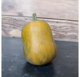Courge musquée Honeynut