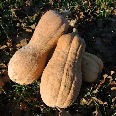 Courge musquée Violina
