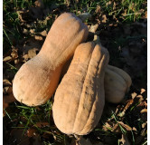 Courge musquée Violina