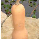 Courge musquée Butternut