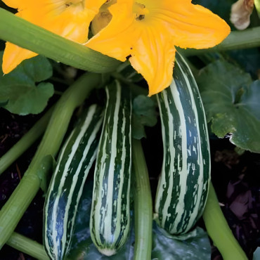 Courgette Cocozelle de Tripolis