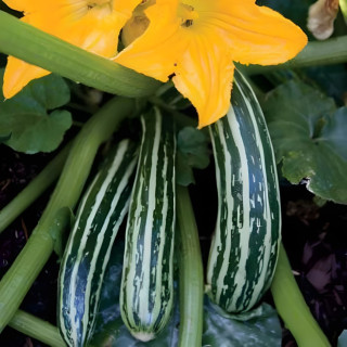 Courgette Cocozelle de Tripolis