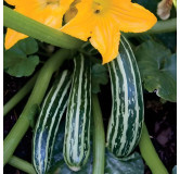 Courgette Cocozelle de Tripolis
