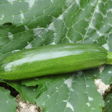 Courgette Mutabile
