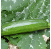 Courgette Mutabile