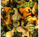 Coloquinte Indian Mix