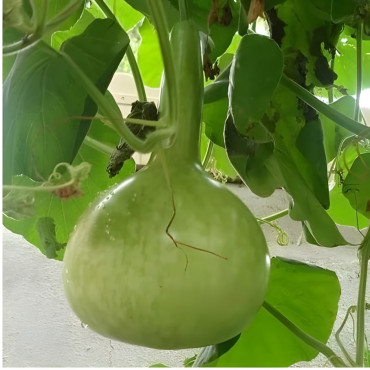 Gourde ou Courge Pèlerine en mélange