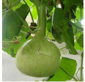 Gourde ou Courge Pèlerine en mélange