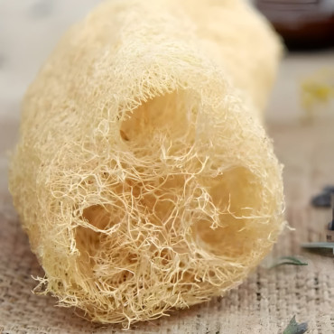 Courge Eponge Luffa