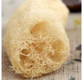 Courge Eponge Luffa