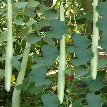 Courge Serpent " Zucchetta serpente di Sicilia "