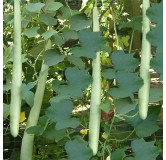 Courge Serpent " Zucchetta serpente di Sicilia "