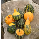 Coloquintes en mélange