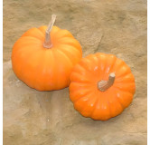 Courge Jack Be Little