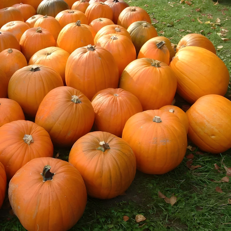 Courge Jack O'Lanterne
