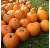 Courge Jack O'Lanterne