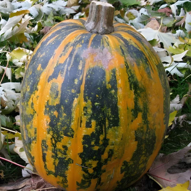 Courge Lady Godiva à graines nues
