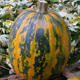 Courge Lady Godiva à graines nues
