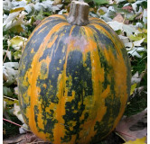 Courge Lady Godiva à graines nues