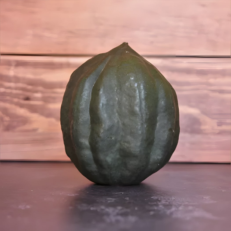 Courge Royal Acorn