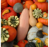 Courges en mélange