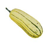 Courge Delicata (Sweet Potato)