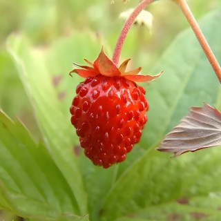 Fraisier des 4 Saisons "Reine des Vallées"