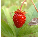 Fraisier des 4 Saisons "Reine des Vallées"