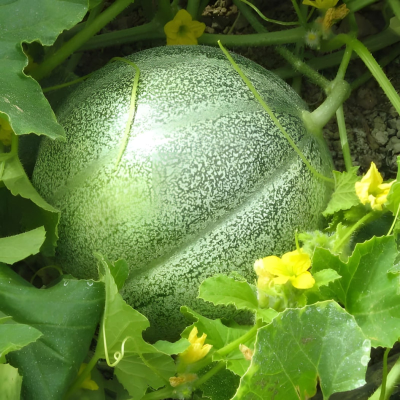 Melon Petit Gris de Rennes