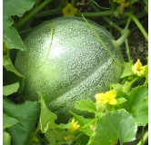 Melon Petit Gris de Rennes