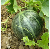 Melon Noir des Carmes