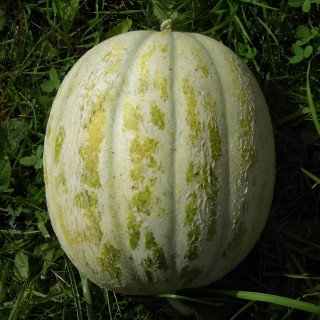 Melon de St Memmie