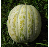 Melon de St Memmie