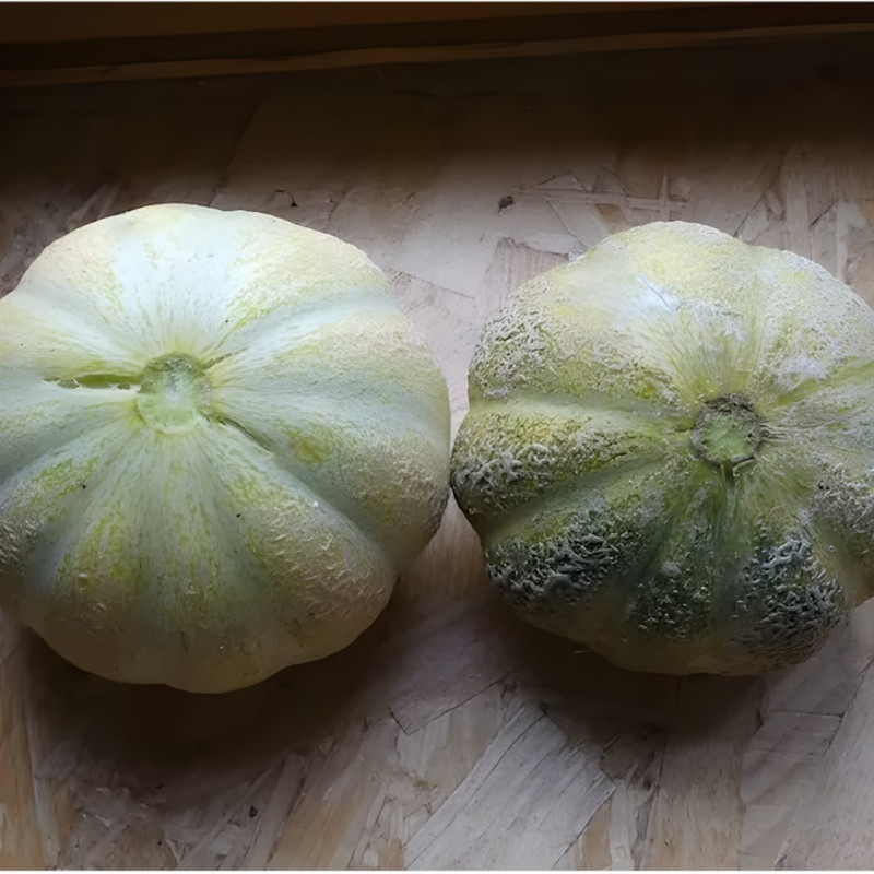 Melon Brodé Jenny Lind